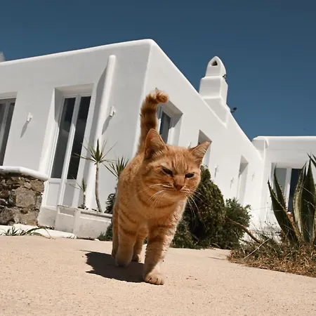 Mykonos Pantheon 4* Καλό Λιβάδι