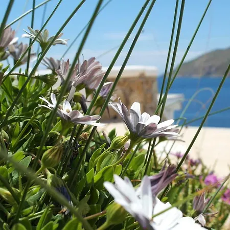 Mykonos Pantheon 4* Καλό Λιβάδι